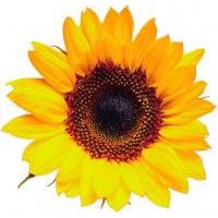 Use Colour to Get Noticed Use Colour to Get Noticed